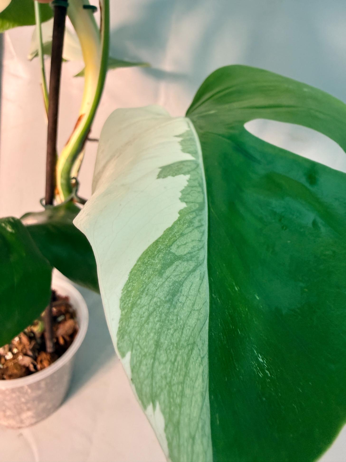 Monstera  Albo Variegata HALF MOON 11