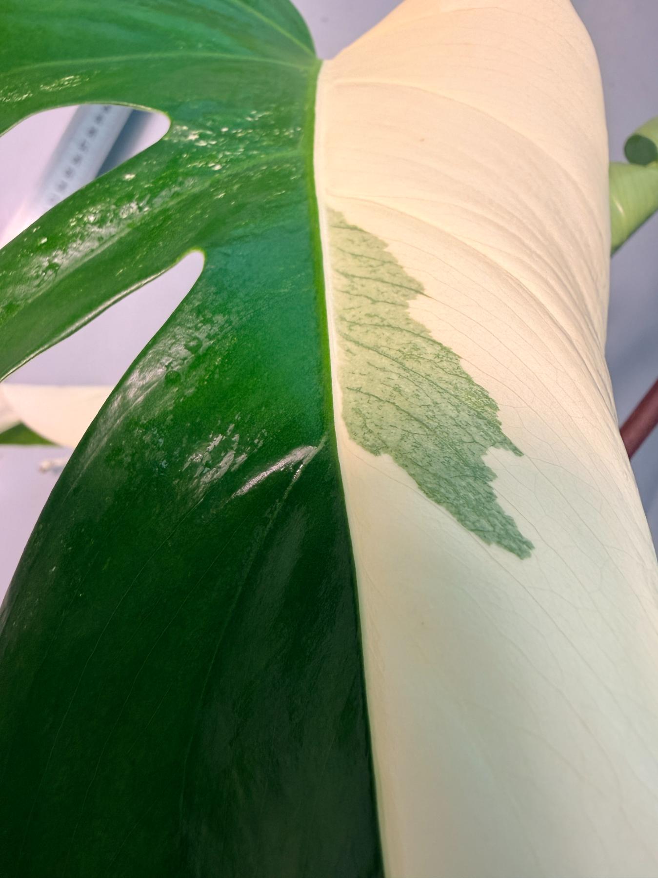 Monstera  Albo Variegata HALF MOON 12