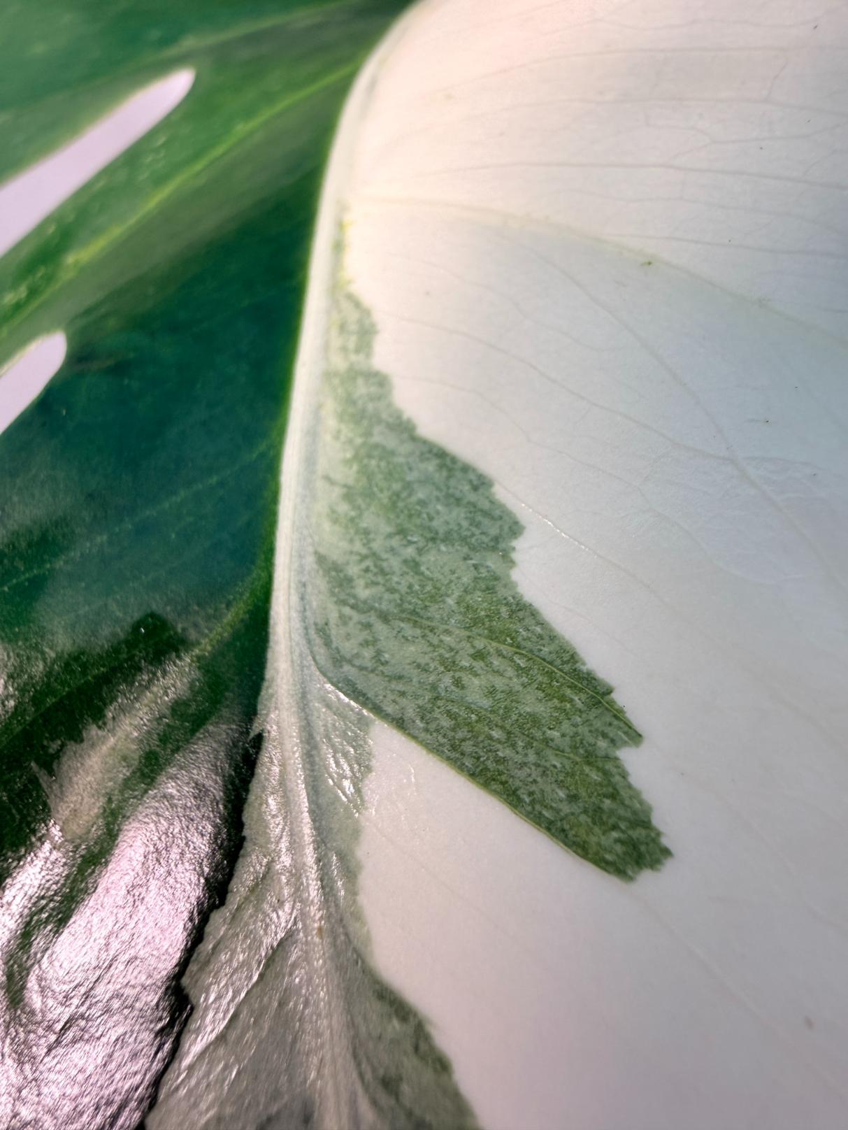 Monstera  Albo Variegata HALF MOON 13