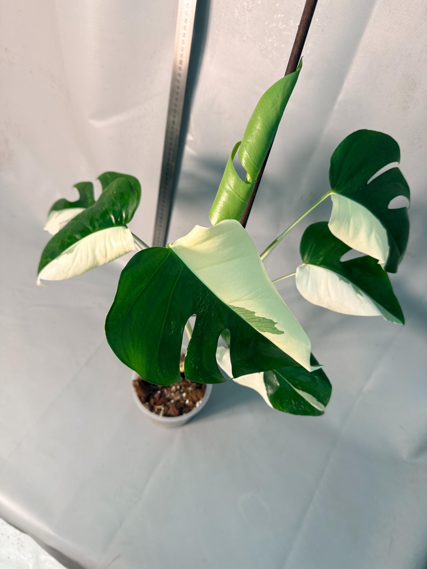 Monstera  Albo Variegata HALF MOON 14