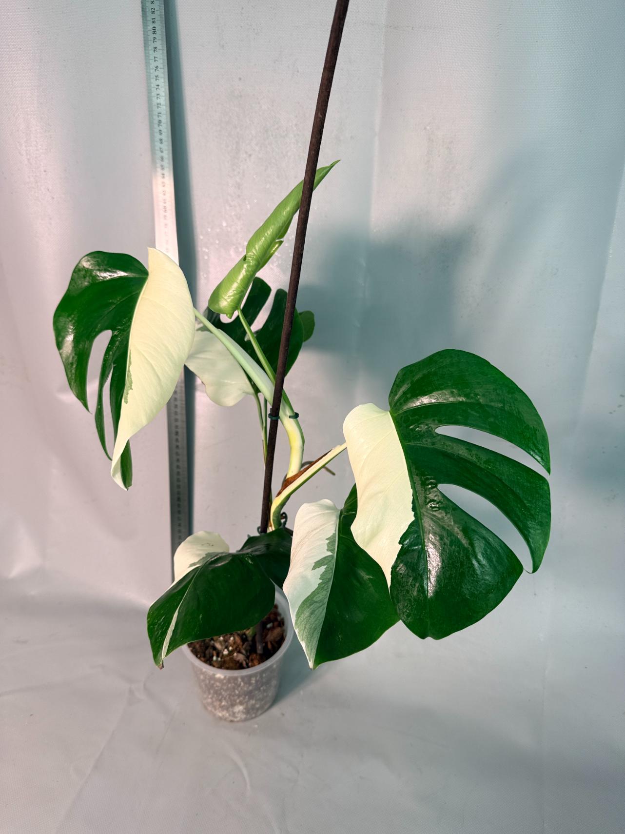 Monstera  Albo Variegata HALF MOON 3