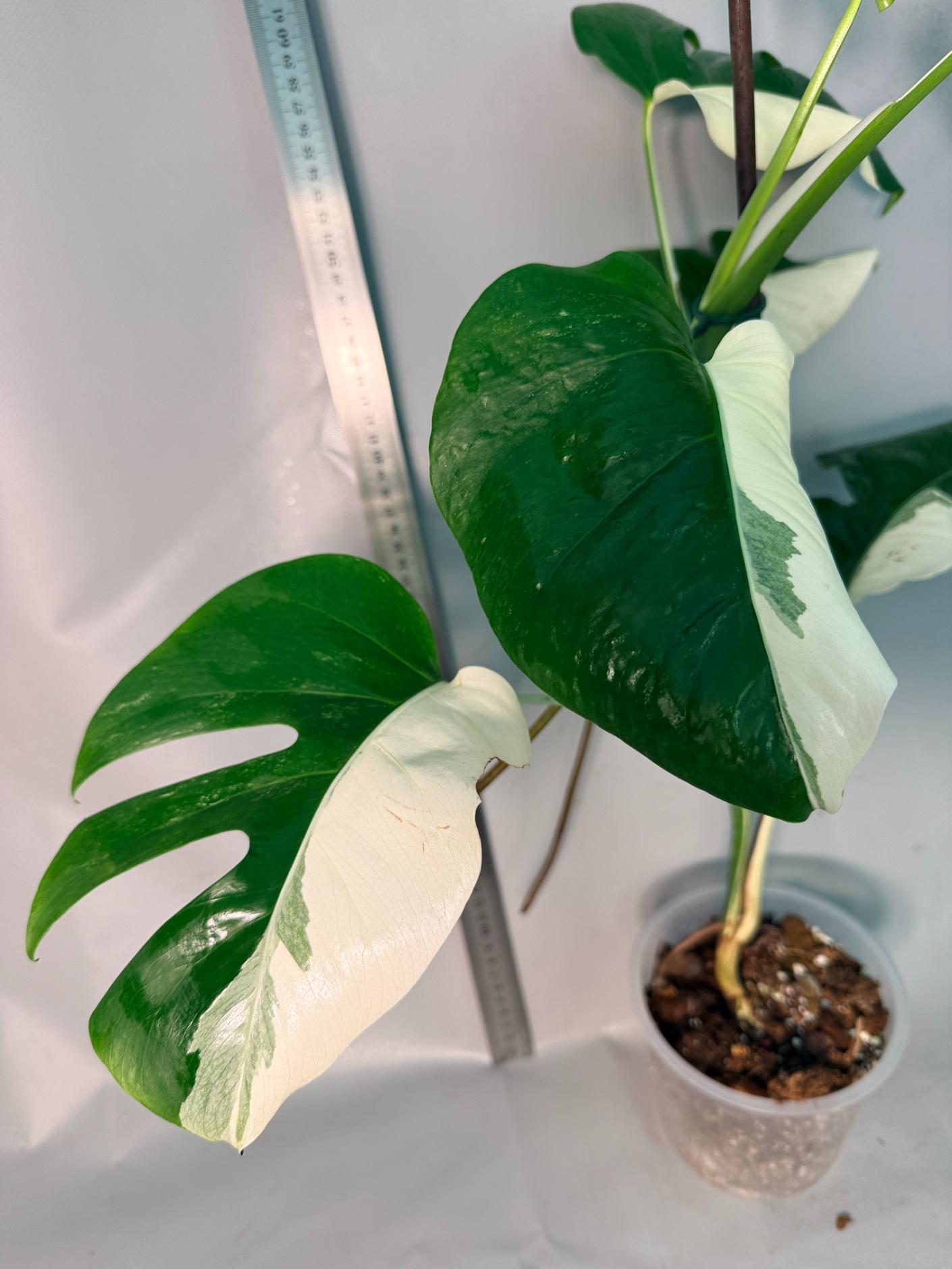 Monstera  Albo Variegata HALF MOON 5