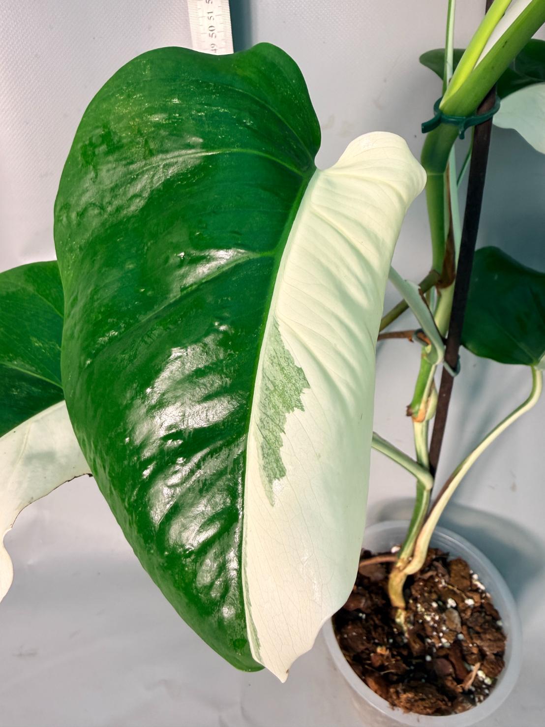 Monstera  Albo Variegata HALF MOON 6