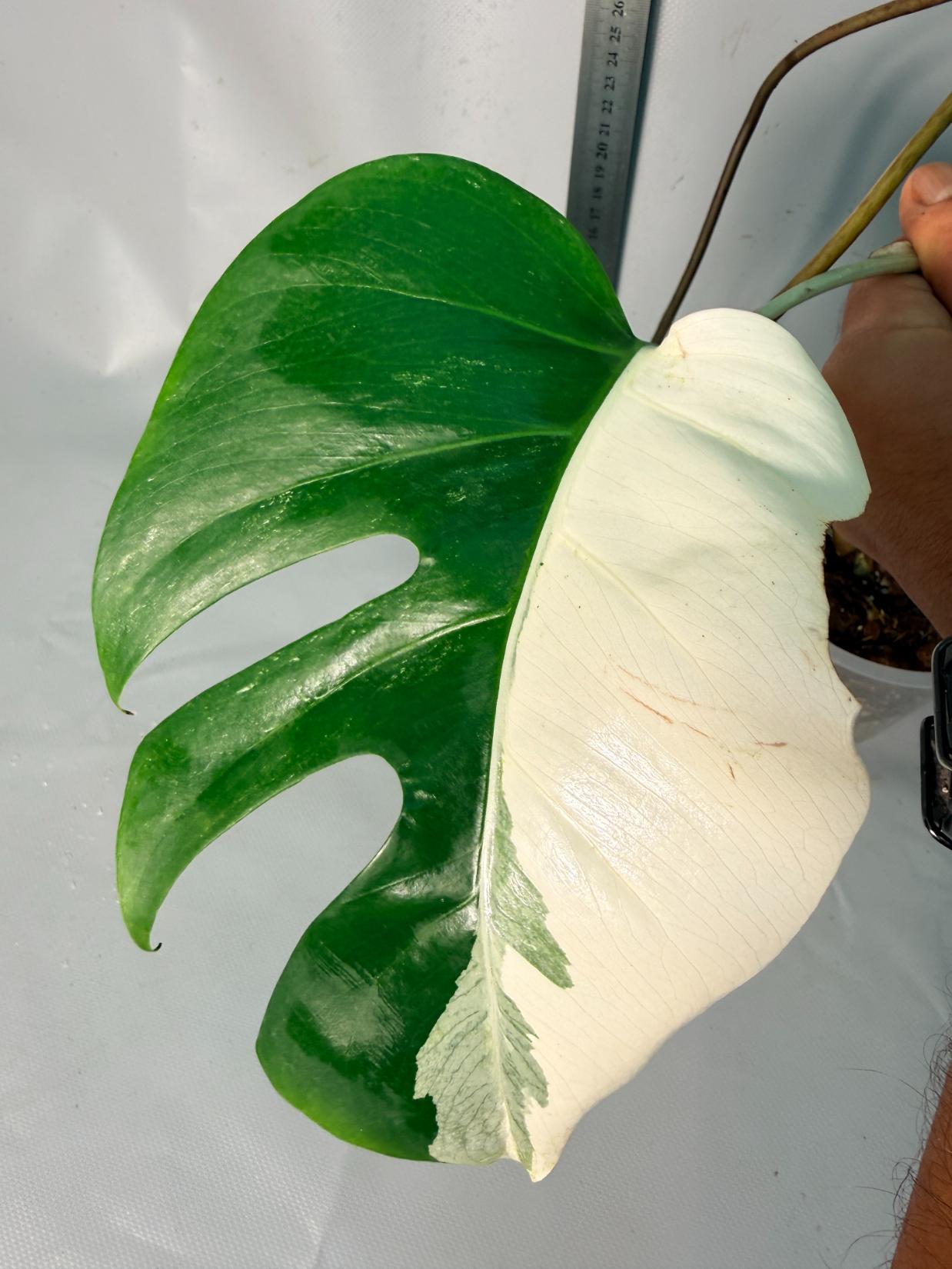 Monstera  Albo Variegata HALF MOON 7