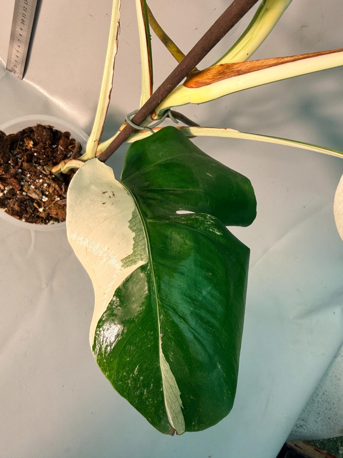 Monstera  Albo Variegata HALF MOON 8