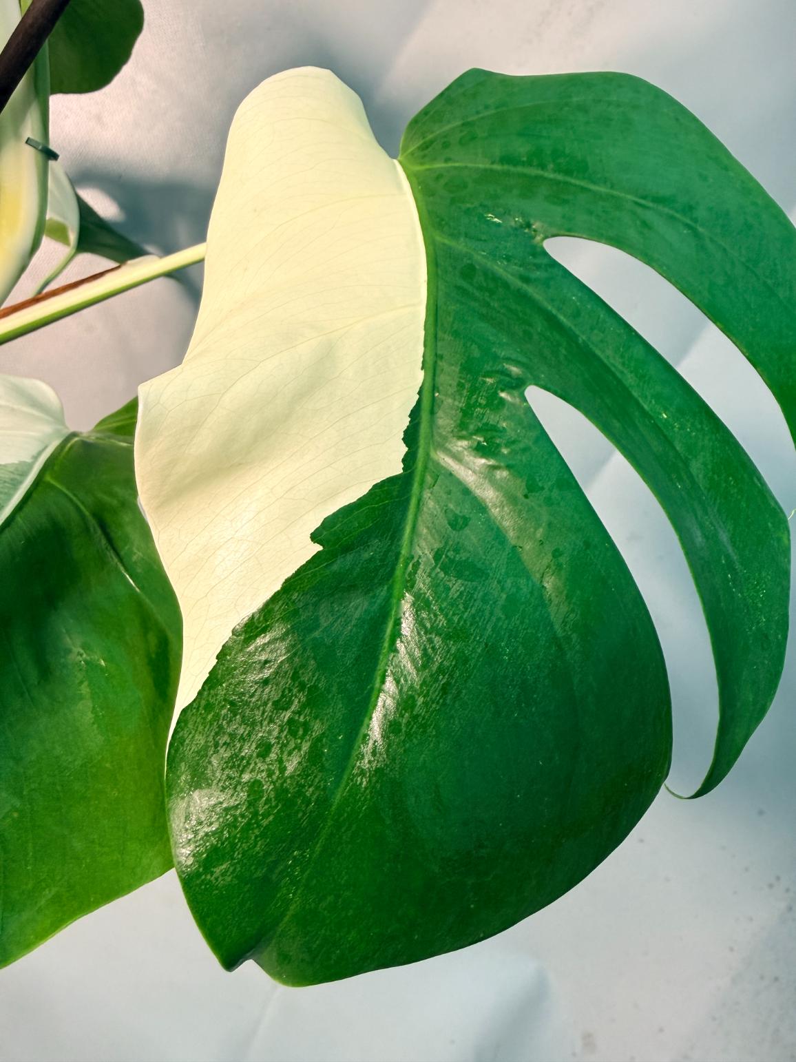 Monstera  Albo Variegata HALF MOON 9