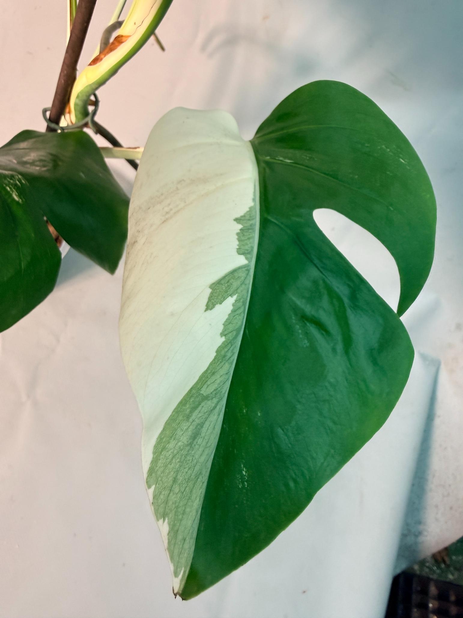 Monstera  Albo Variegata HALF MOON 10