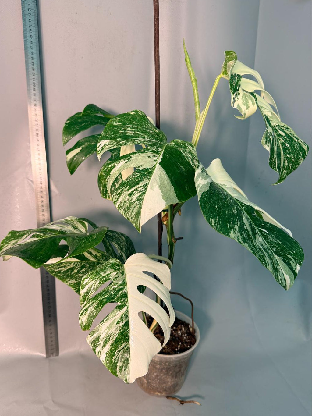 Monstera  Albo Variegata 1