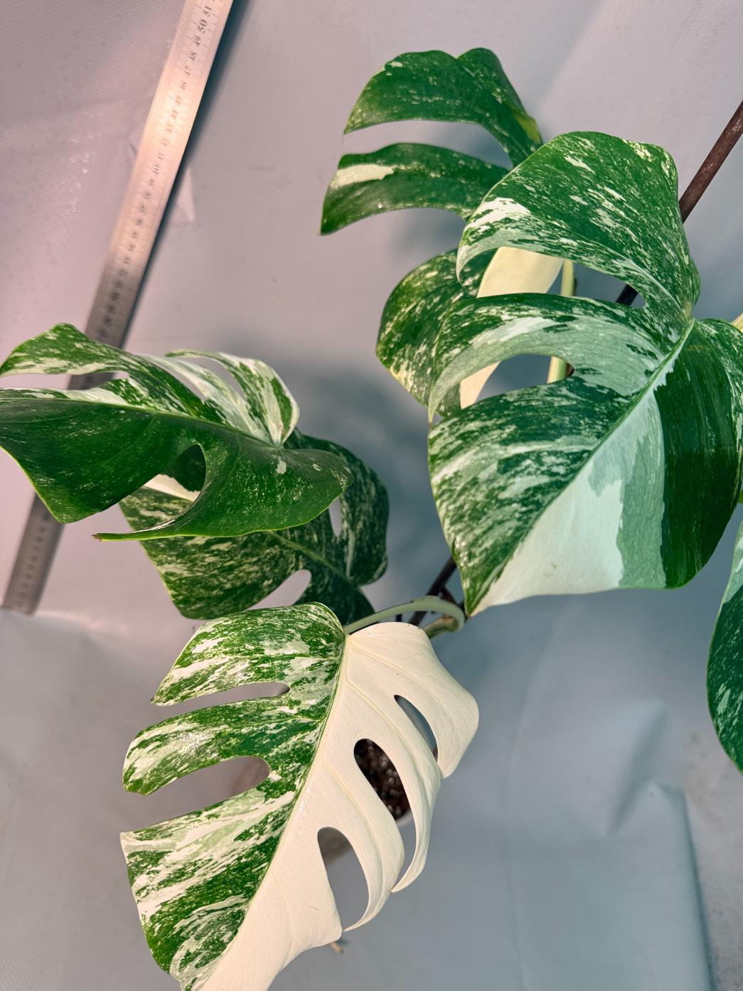 Monstera  Albo Variegata 11
