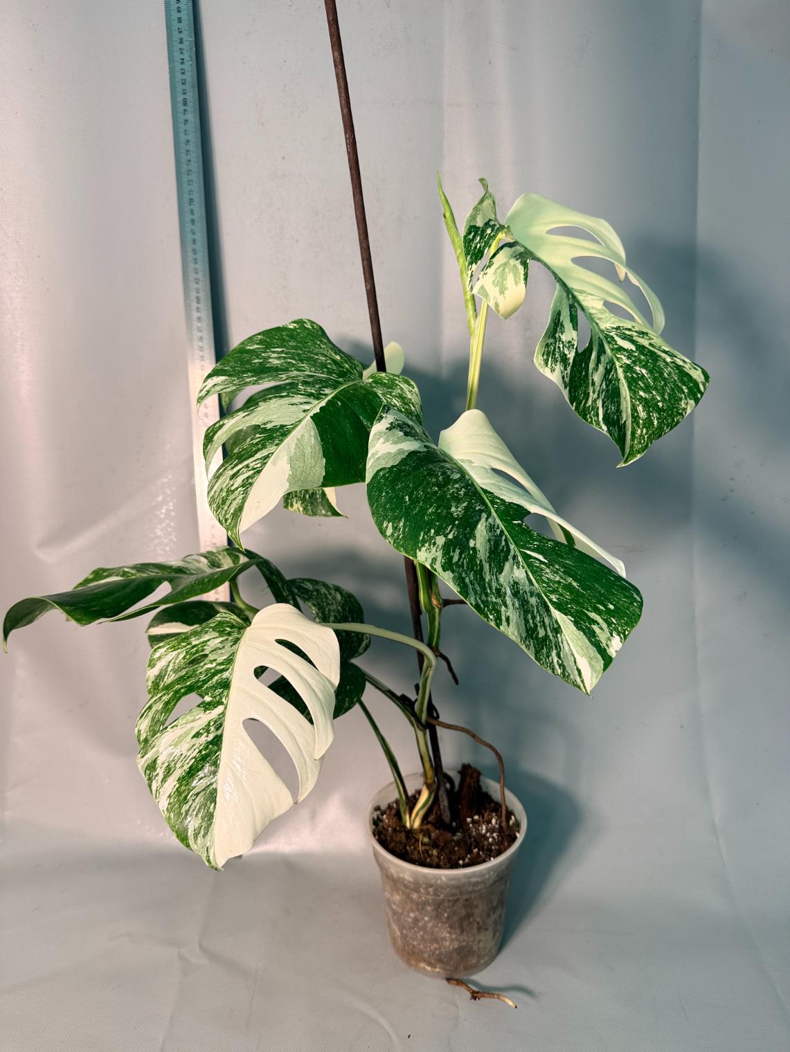 Monstera  Albo Variegata 12
