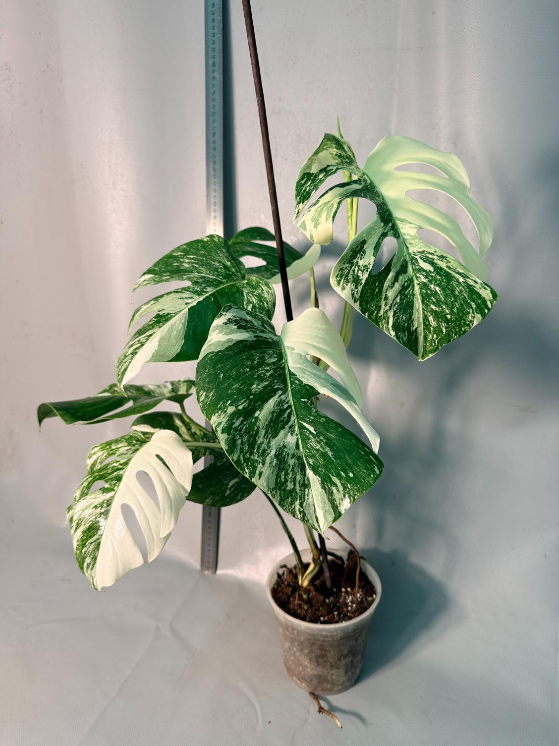 Monstera  Albo Variegata 13