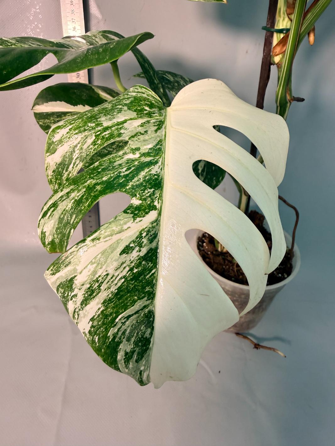 Monstera  Albo Variegata 2