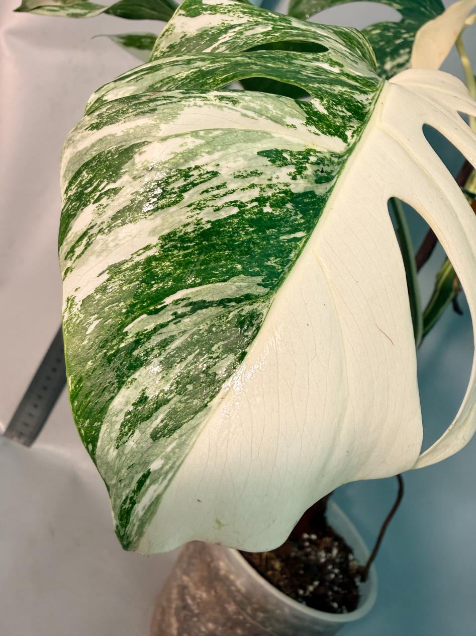 Monstera  Albo Variegata 3