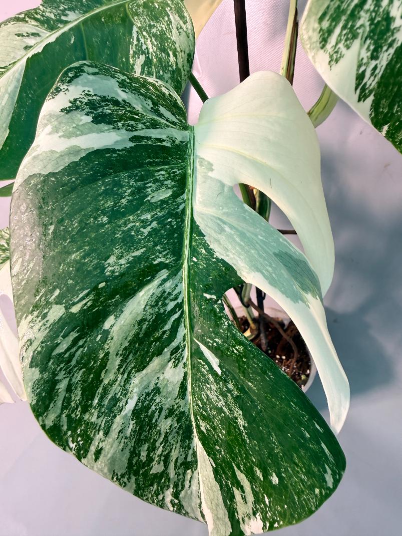 Monstera  Albo Variegata 3