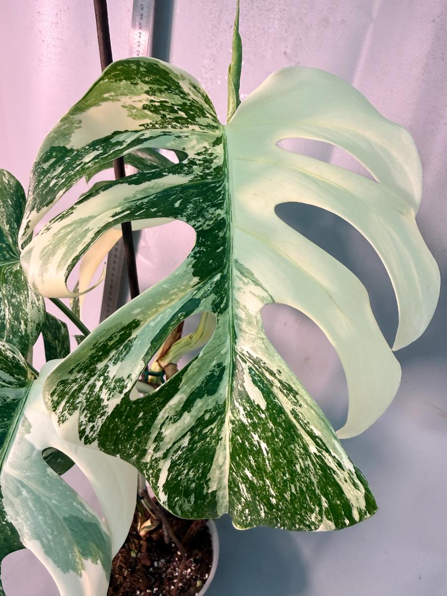 Monstera  Albo Variegata 6