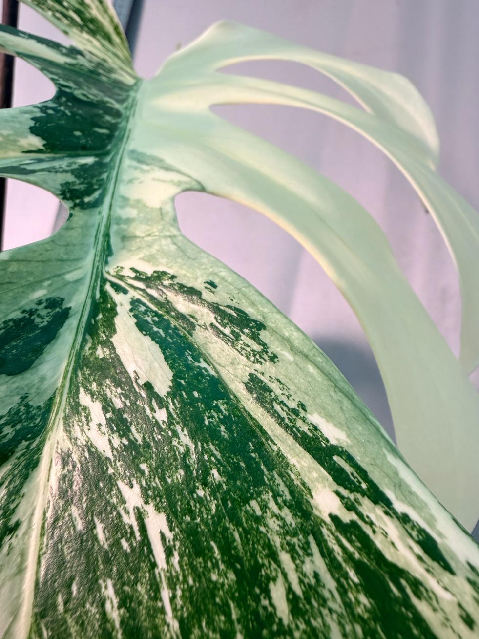 Monstera  Albo Variegata 7