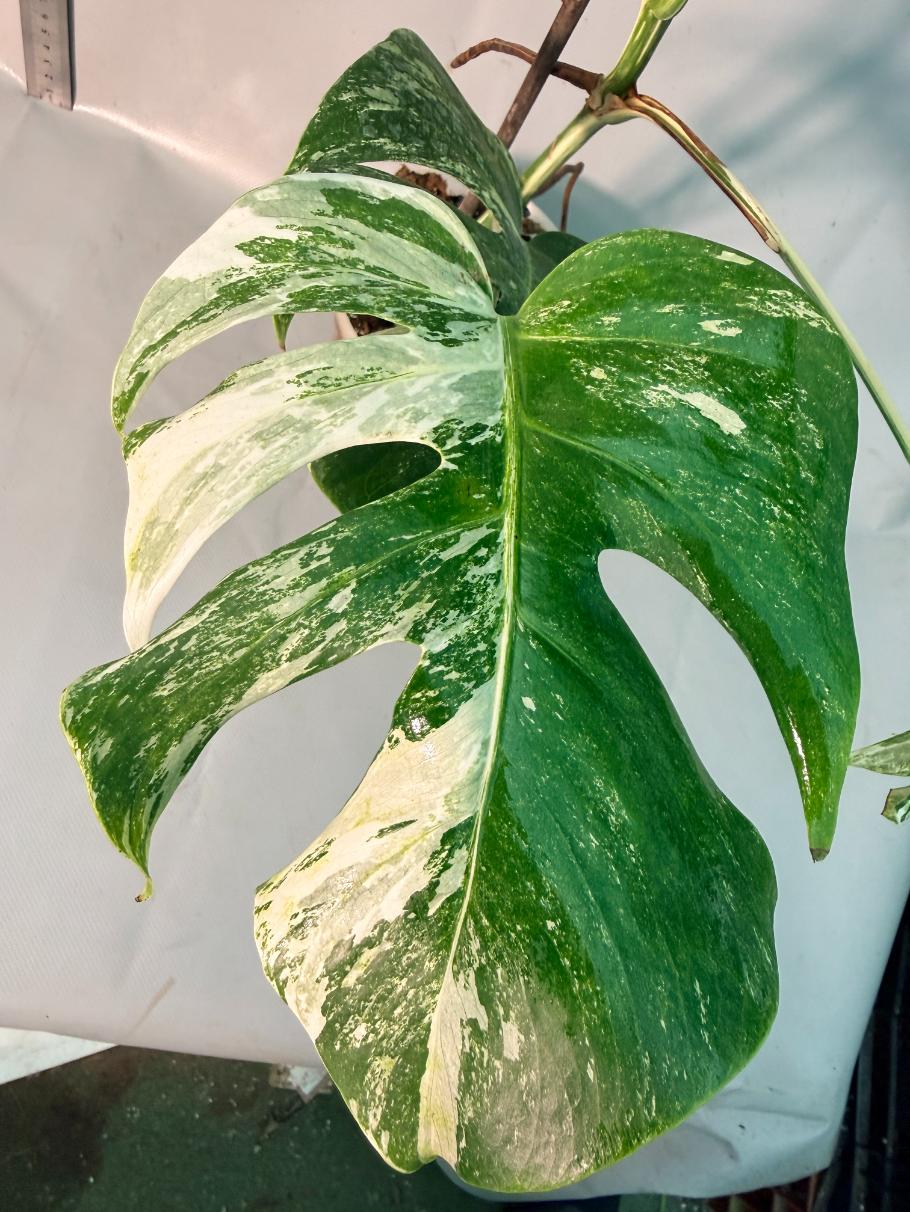 Monstera  Albo Variegata 8