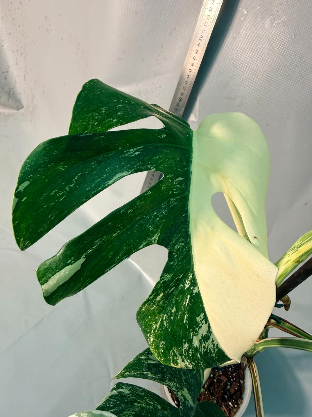 Monstera  Albo Variegata 9