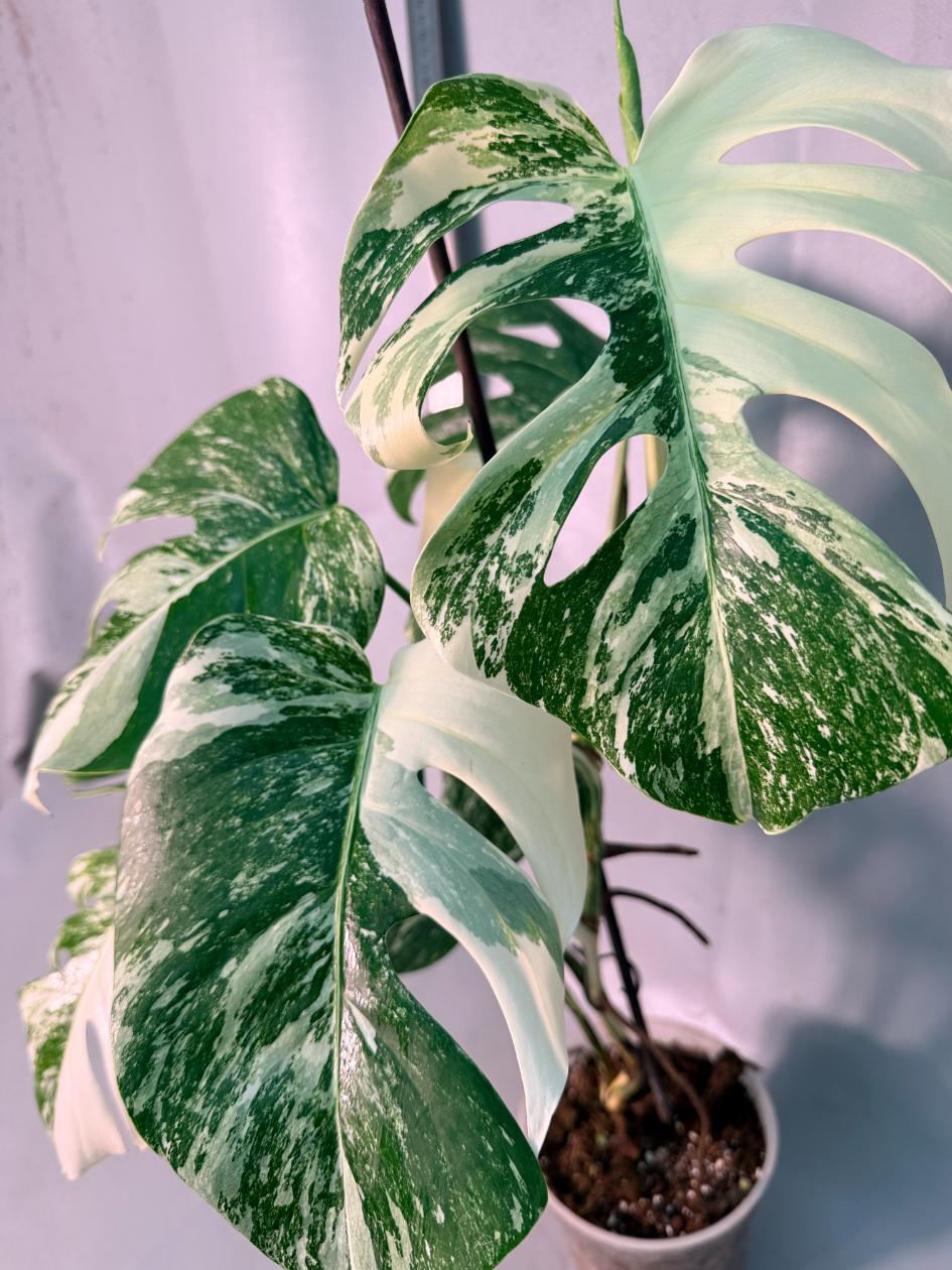 Monstera  Albo Variegata 10