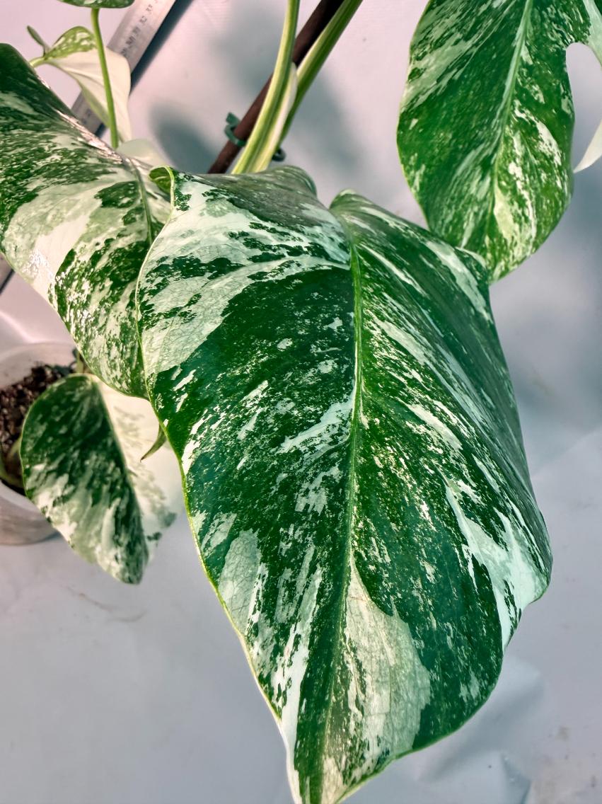 Monstera  Albo Variegata 5