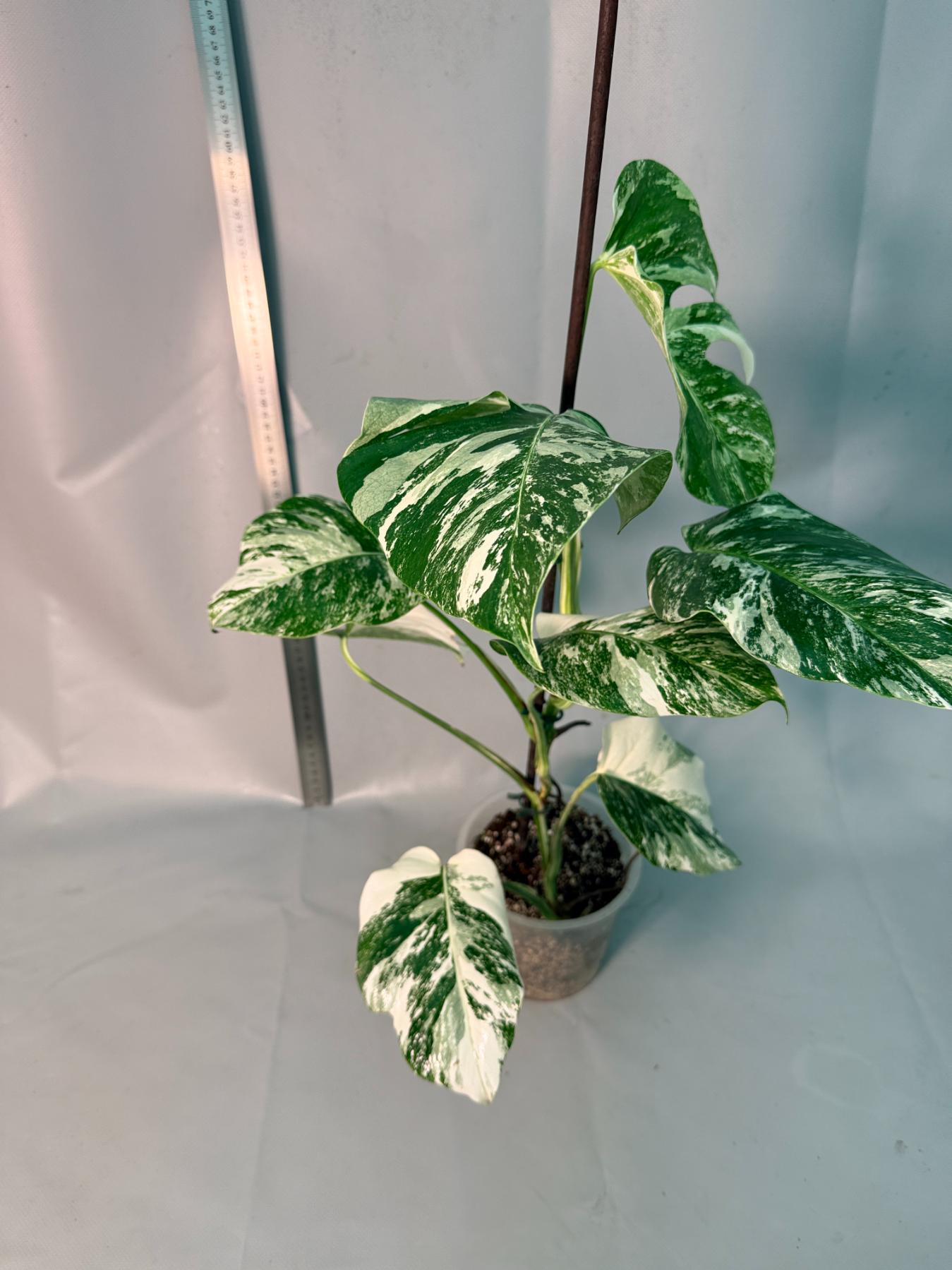 Monstera  Albo Variegata  11