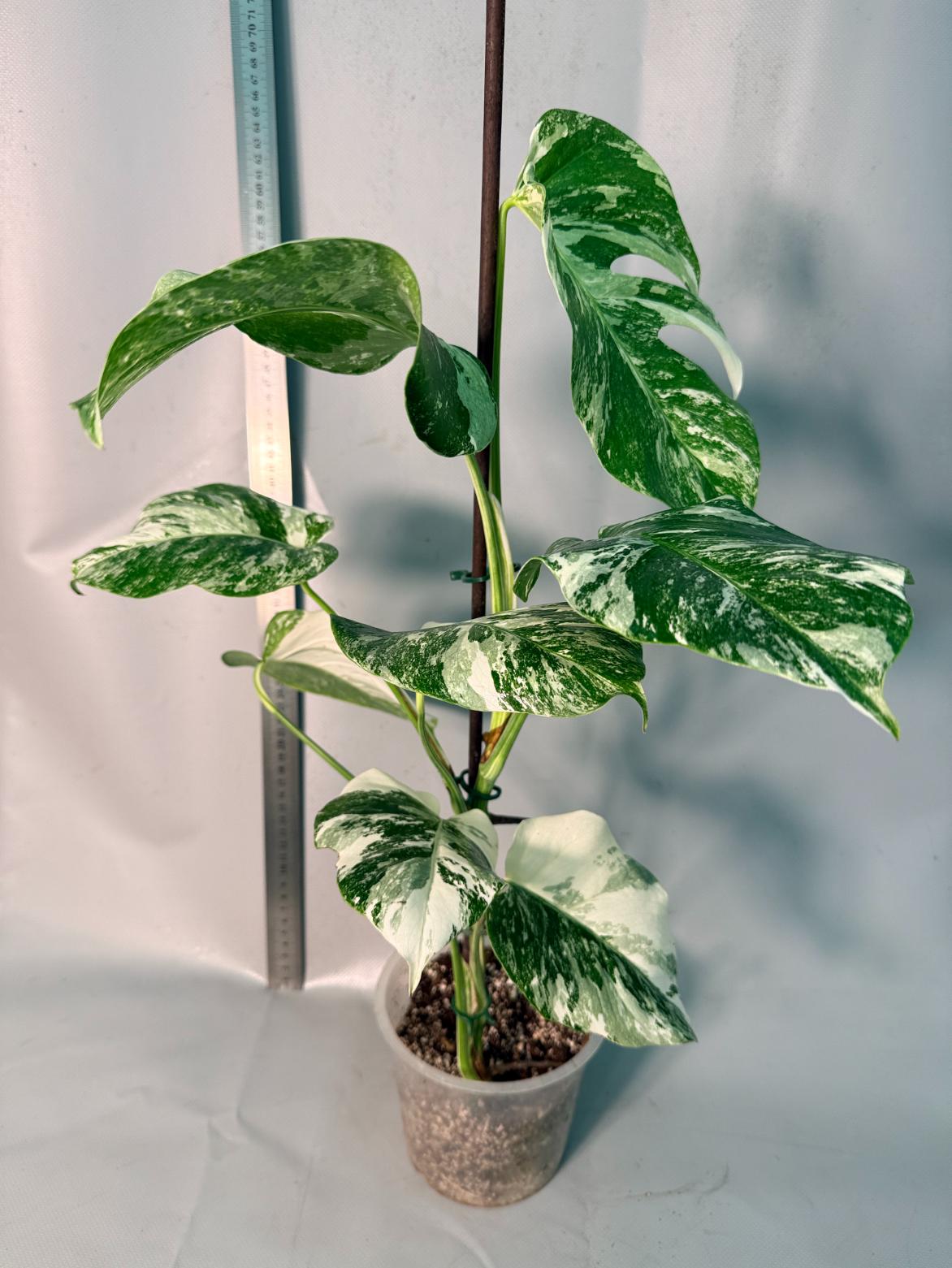 Monstera  Albo Variegata 1