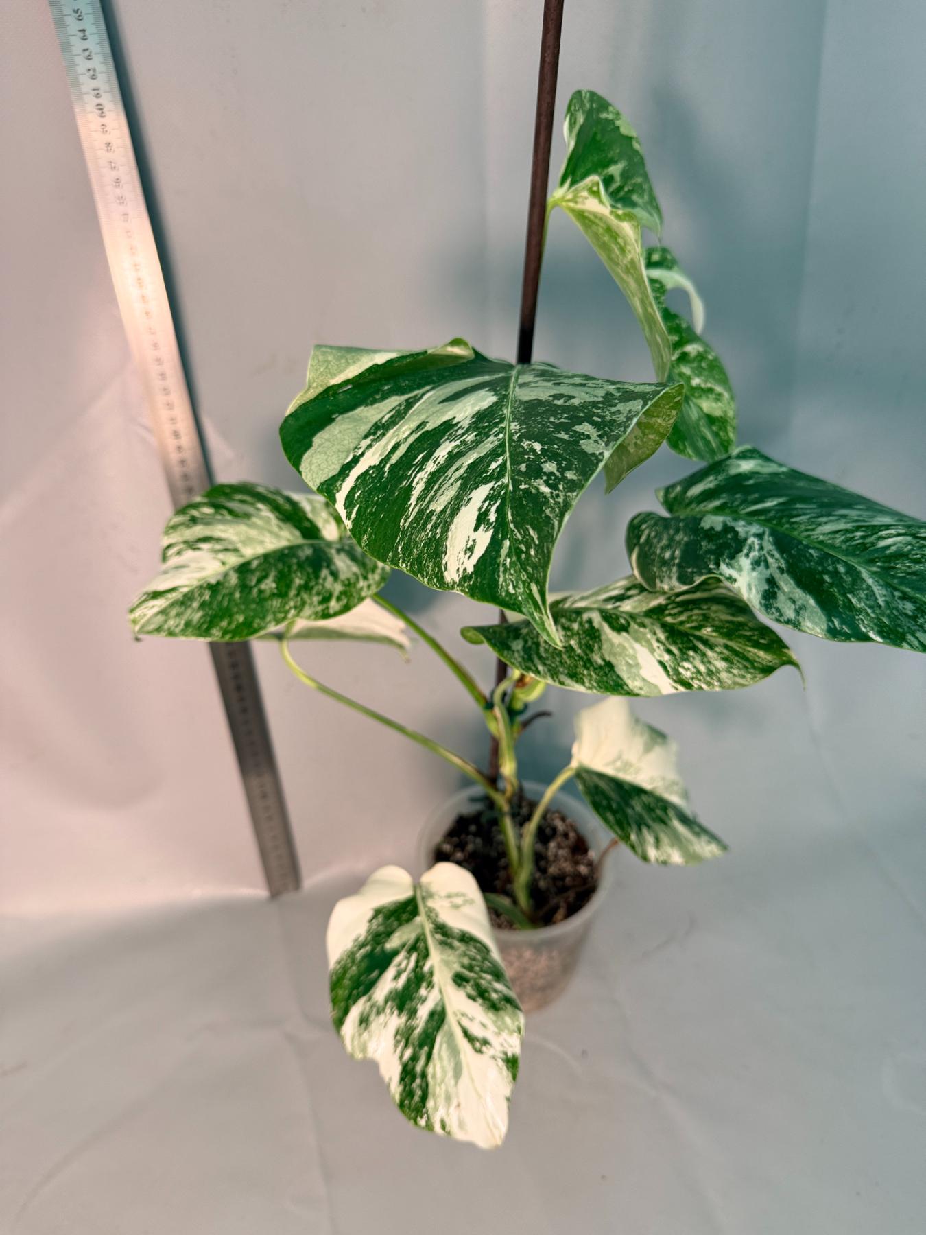 Monstera  Albo Variegata 12