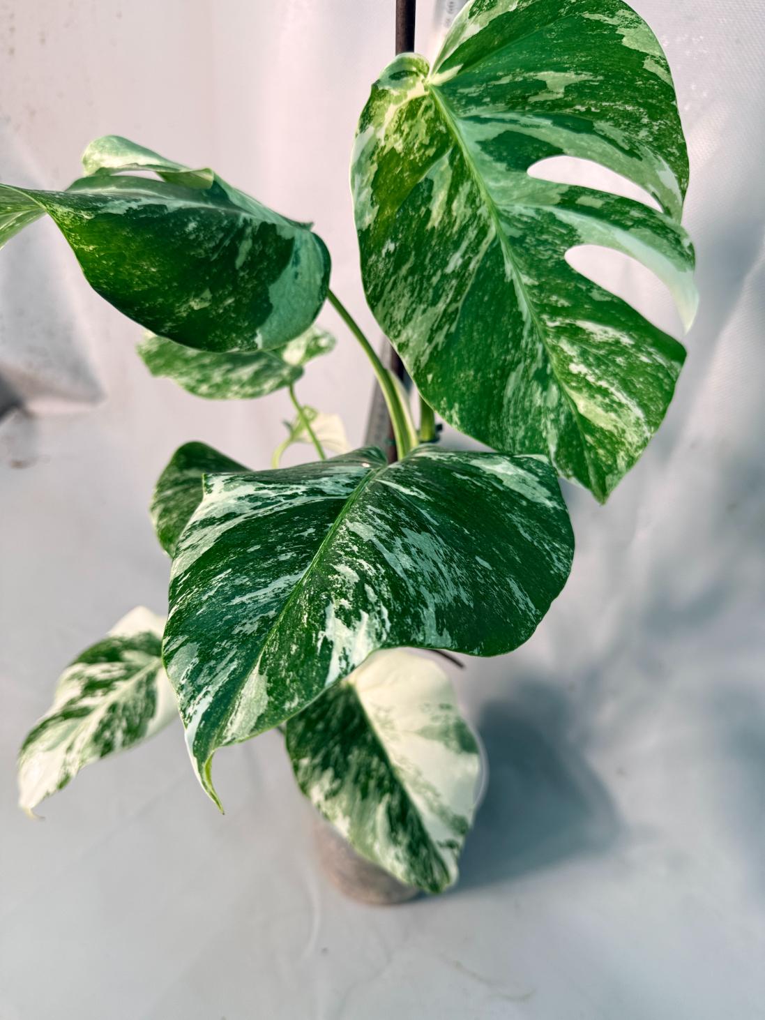 Monstera  Albo Variegata 13