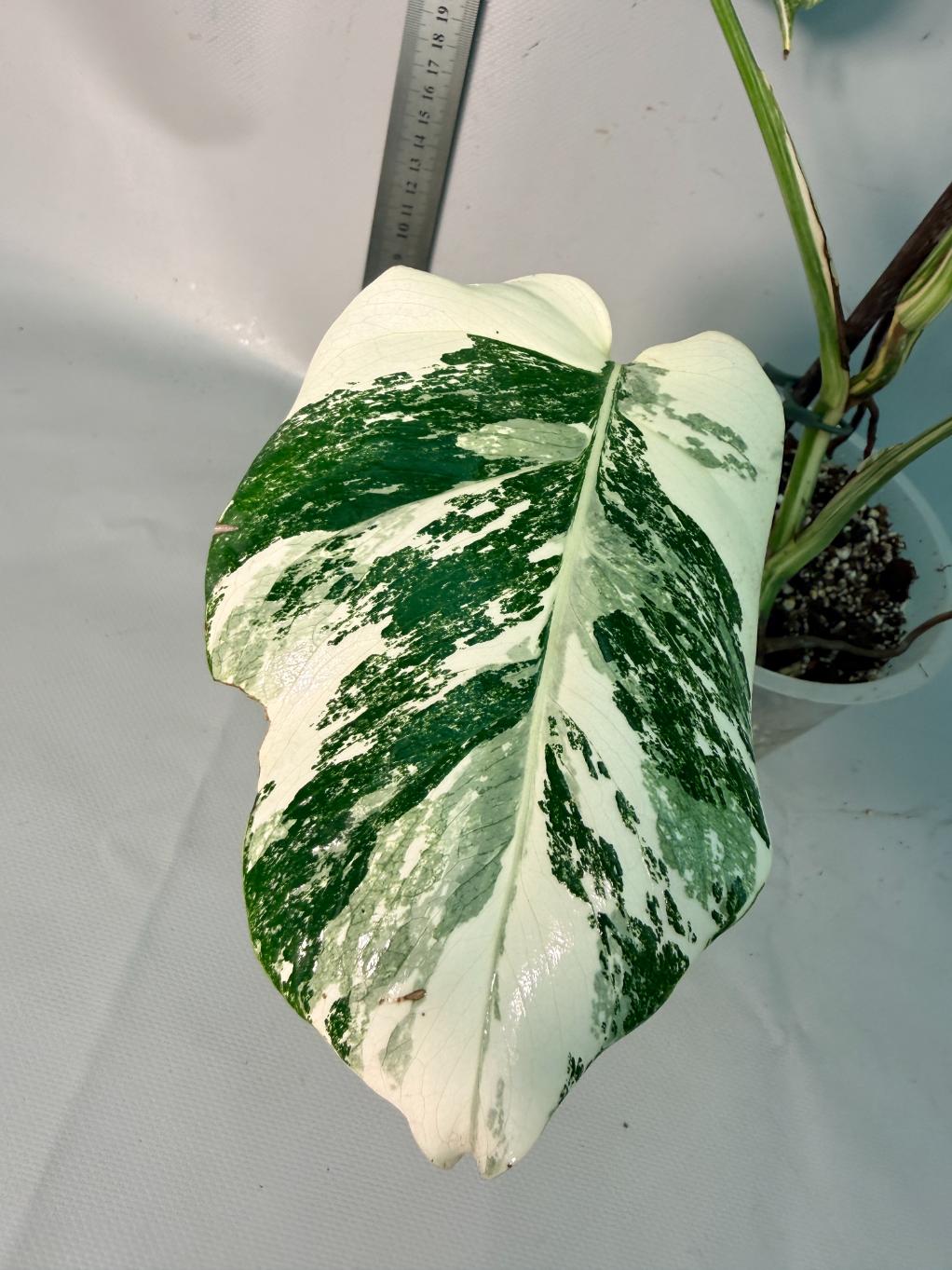 Monstera  Albo Variegata 4