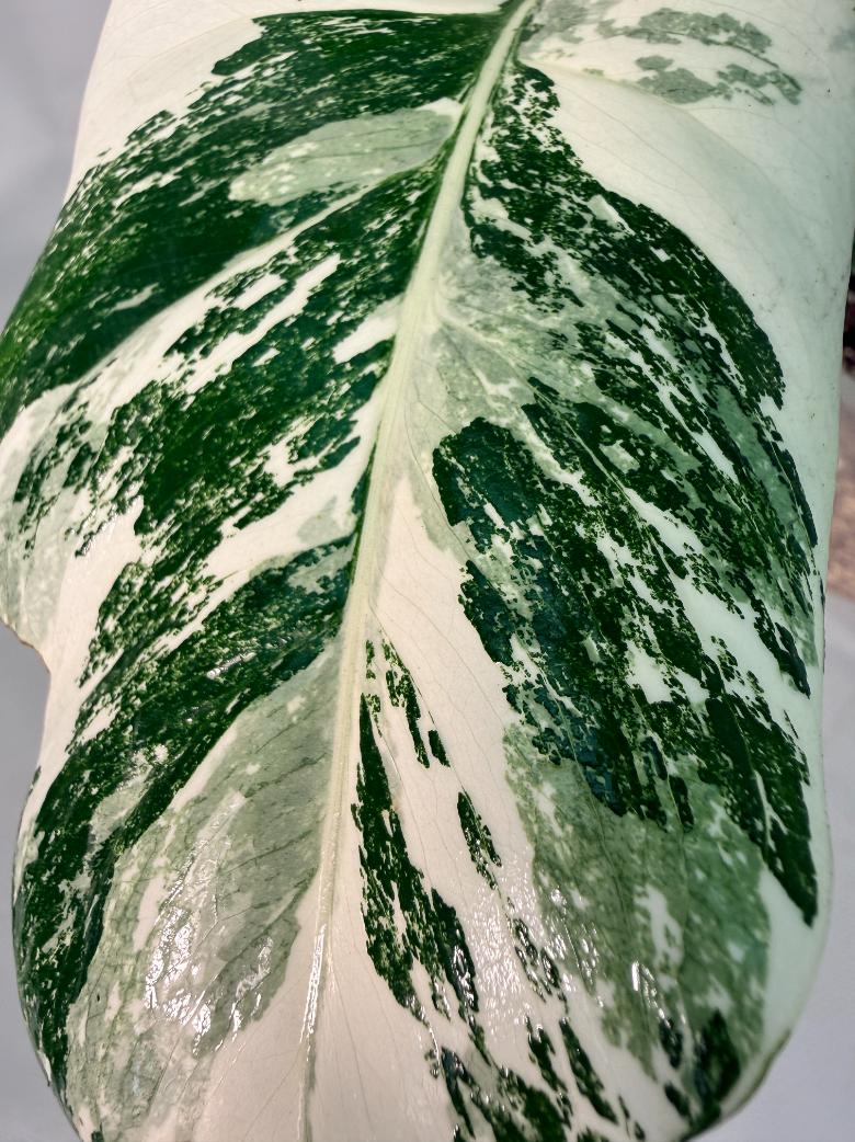 Monstera  Albo Variegata 2