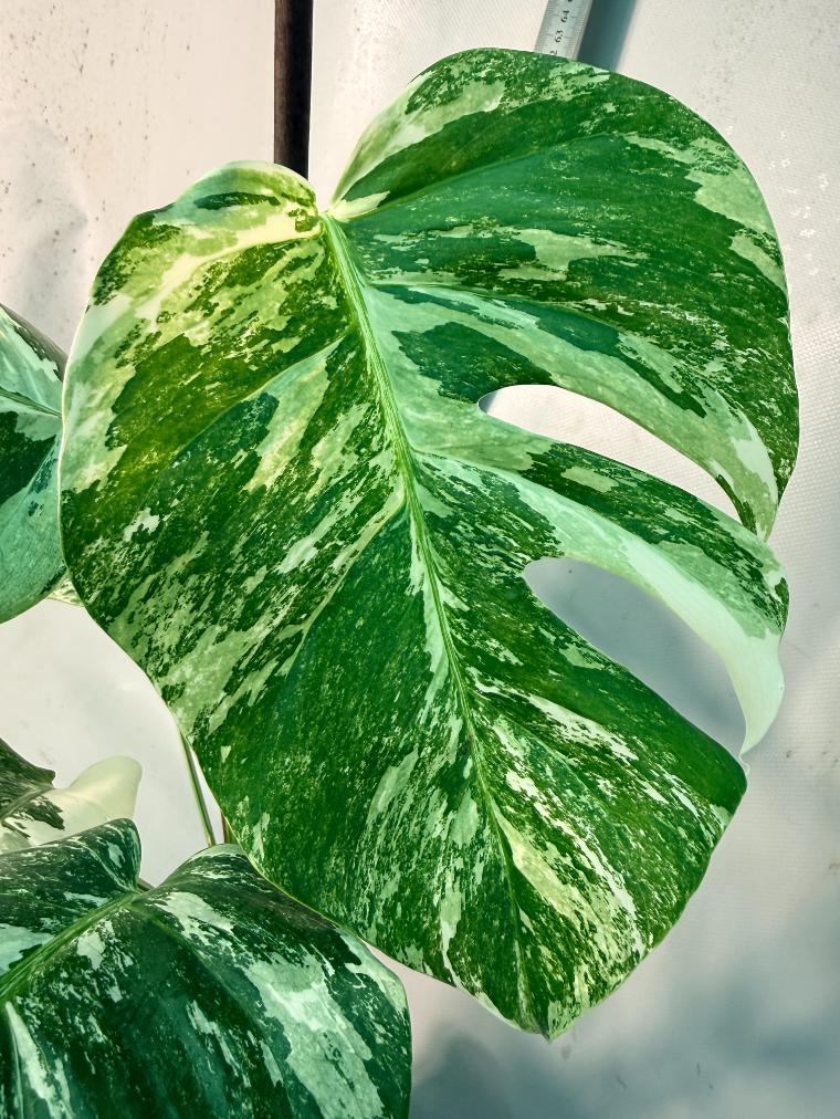 Monstera  Albo Variegata  6