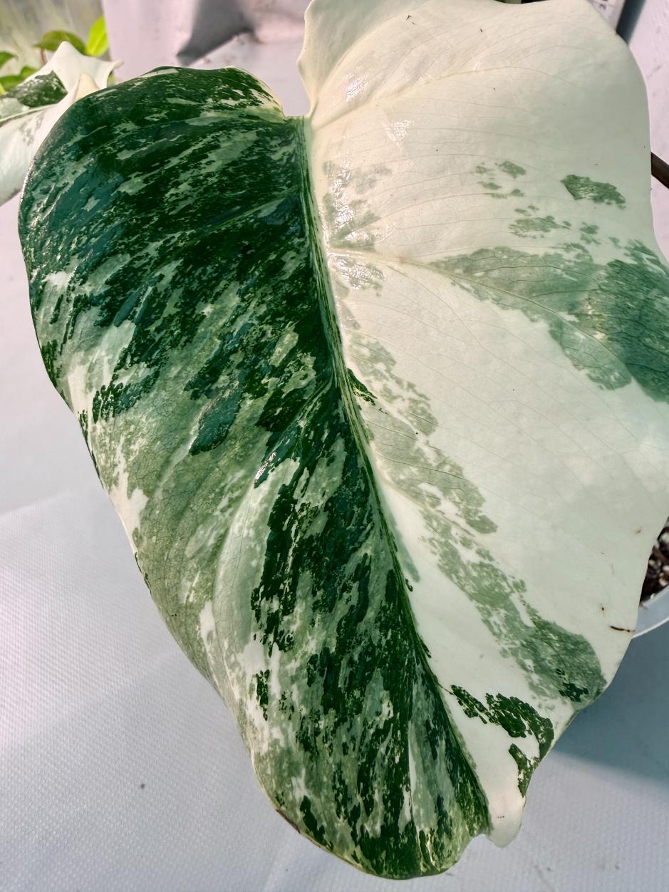 Monstera  Albo Variegata 7
