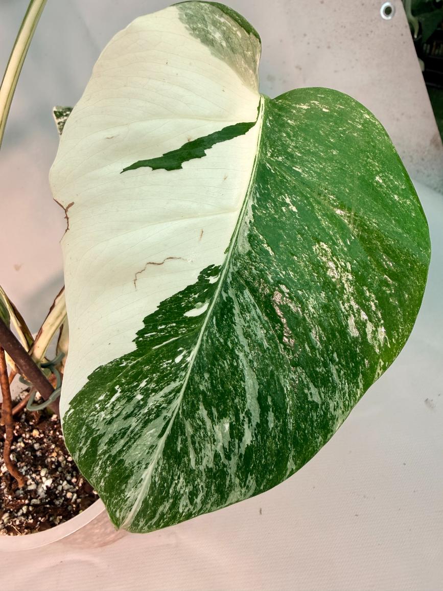 Monstera  Albo Variegata 8