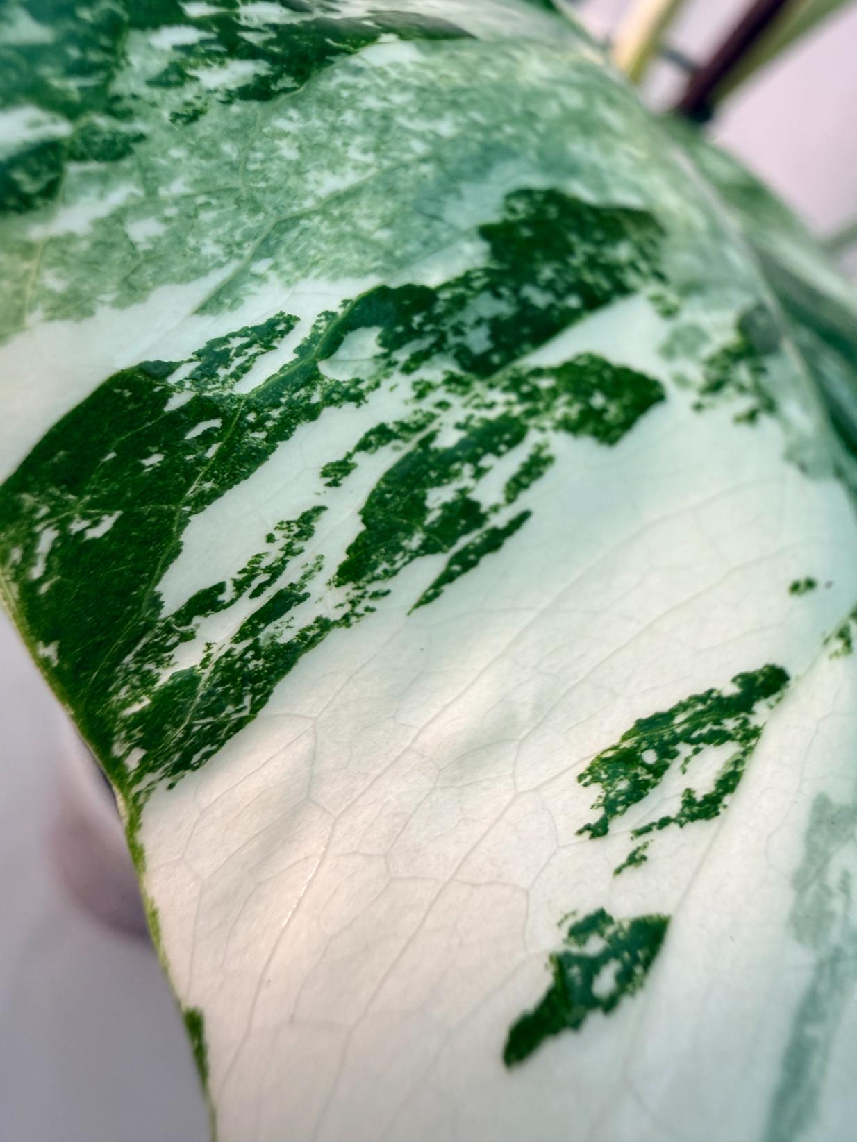 Monstera  Albo Variegata 3
