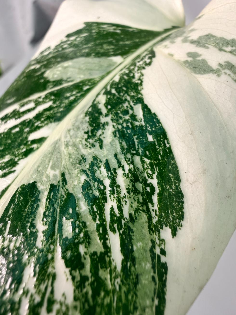 Monstera  Albo Variegata 9