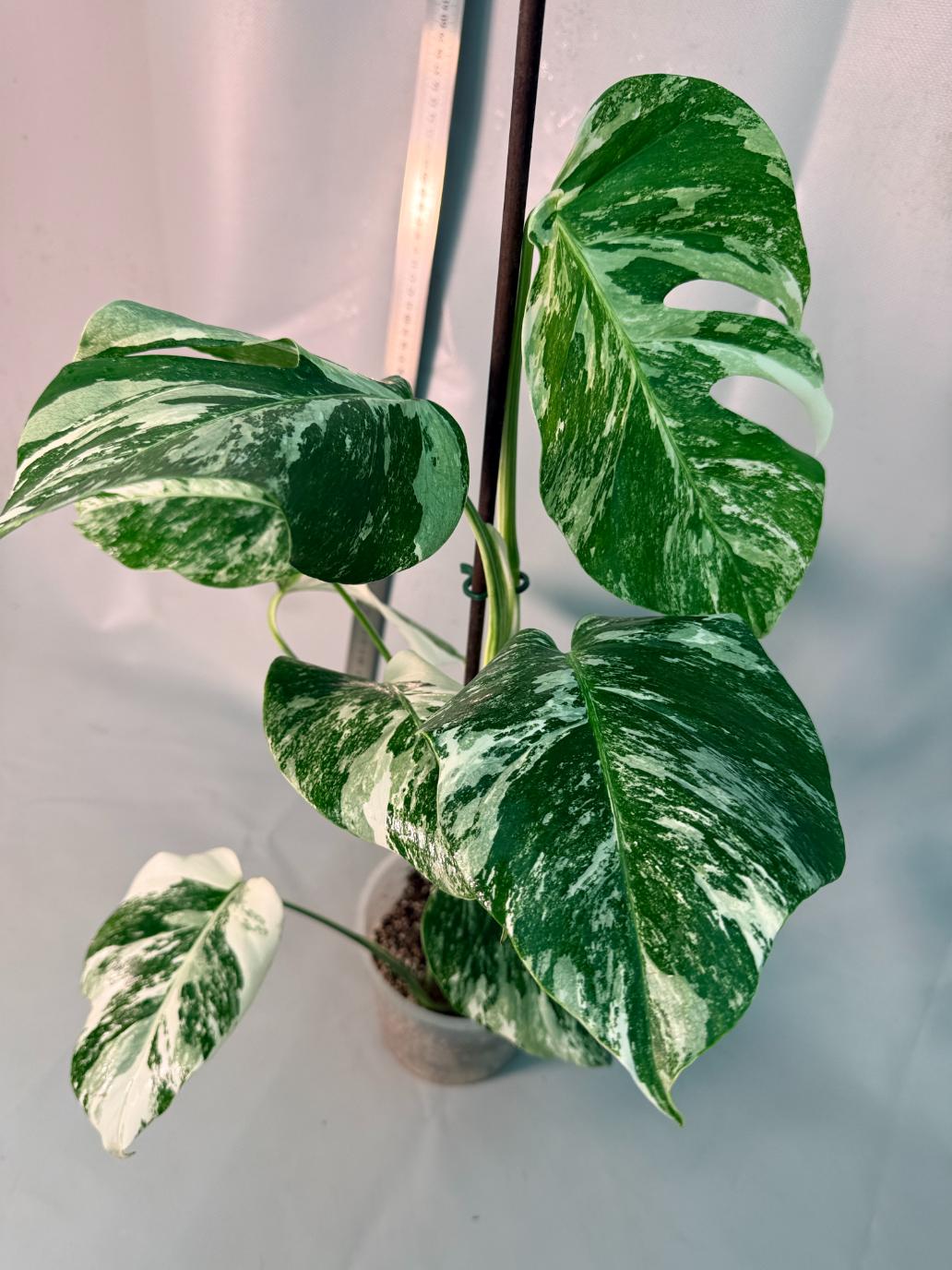 Monstera  Albo Variegata 10