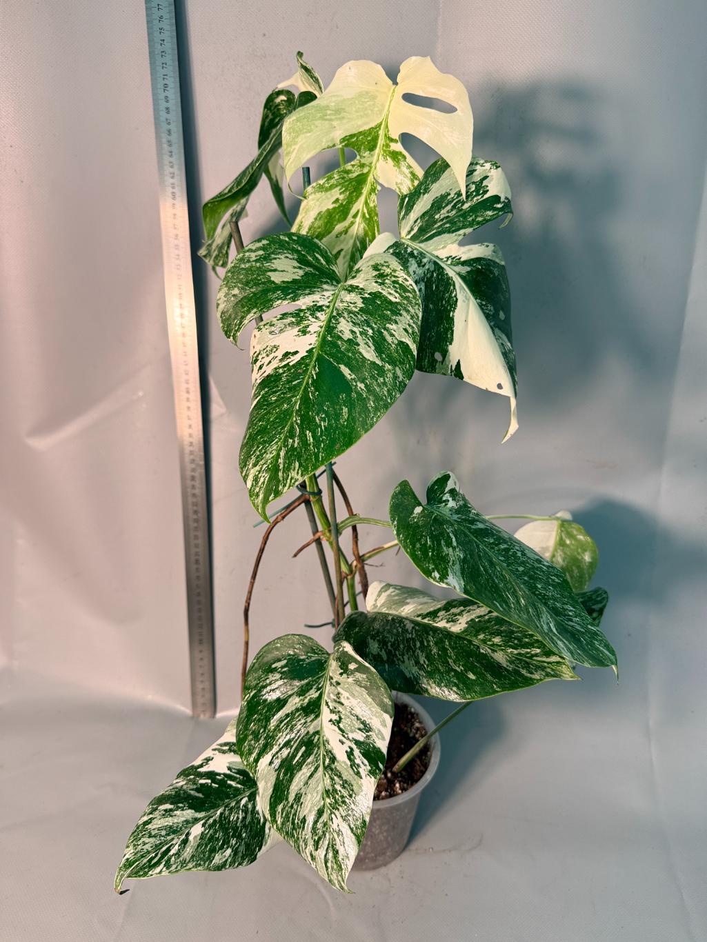 Monstera  Albo Variegata 1