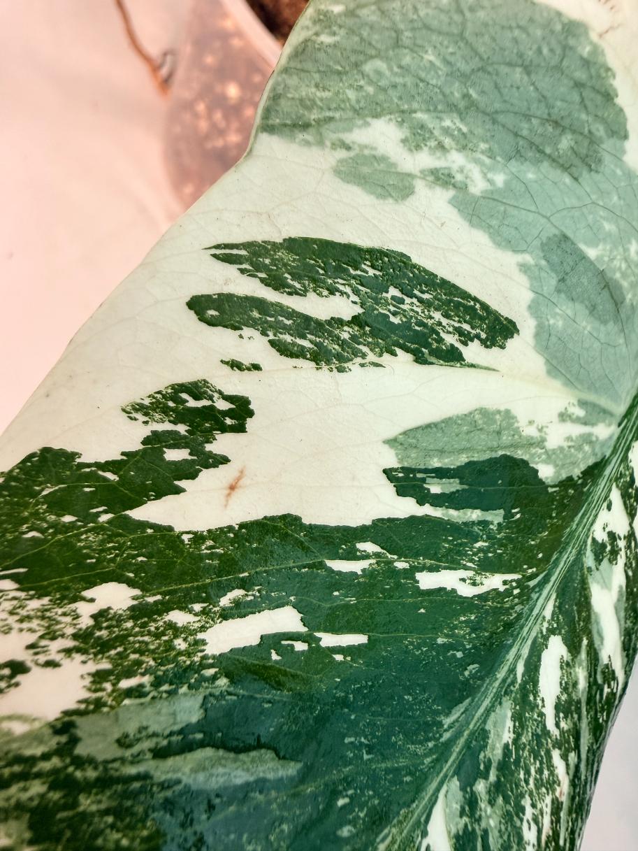 Monstera  Albo Variegata 7