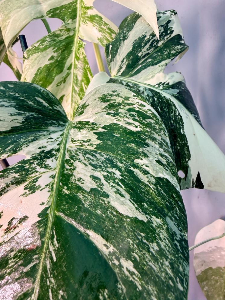 Monstera  Albo Variegata 11