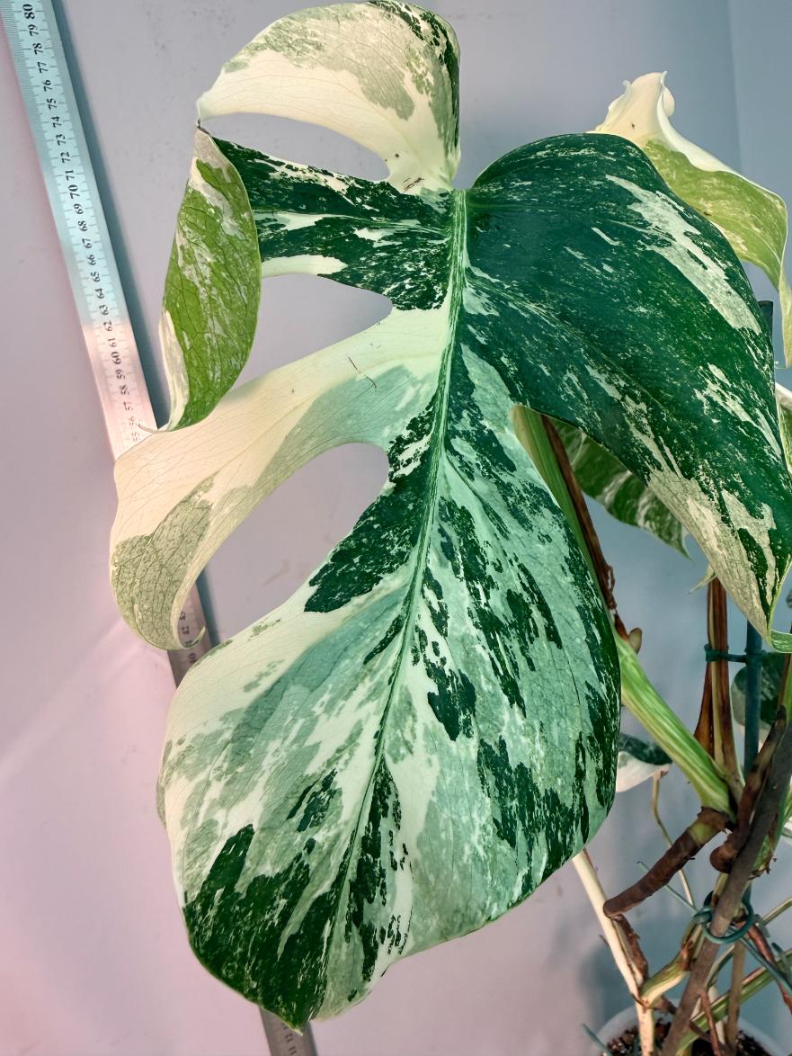 Monstera  Albo Variegata 2