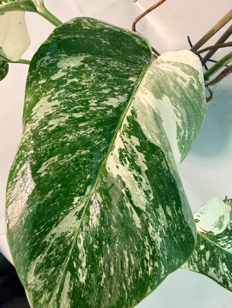 Monstera  Albo Variegata 12