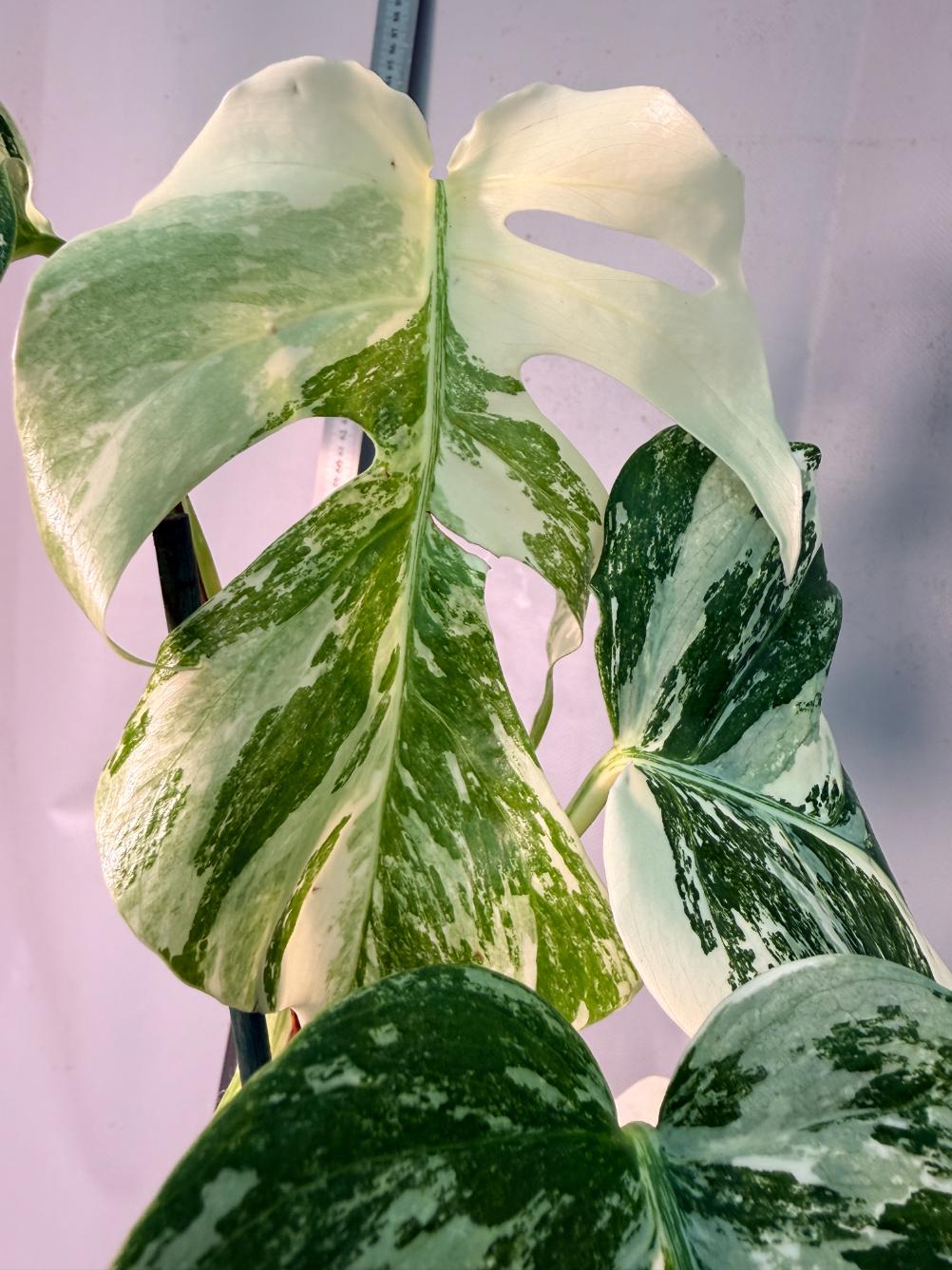 Monstera  Albo Variegata 13