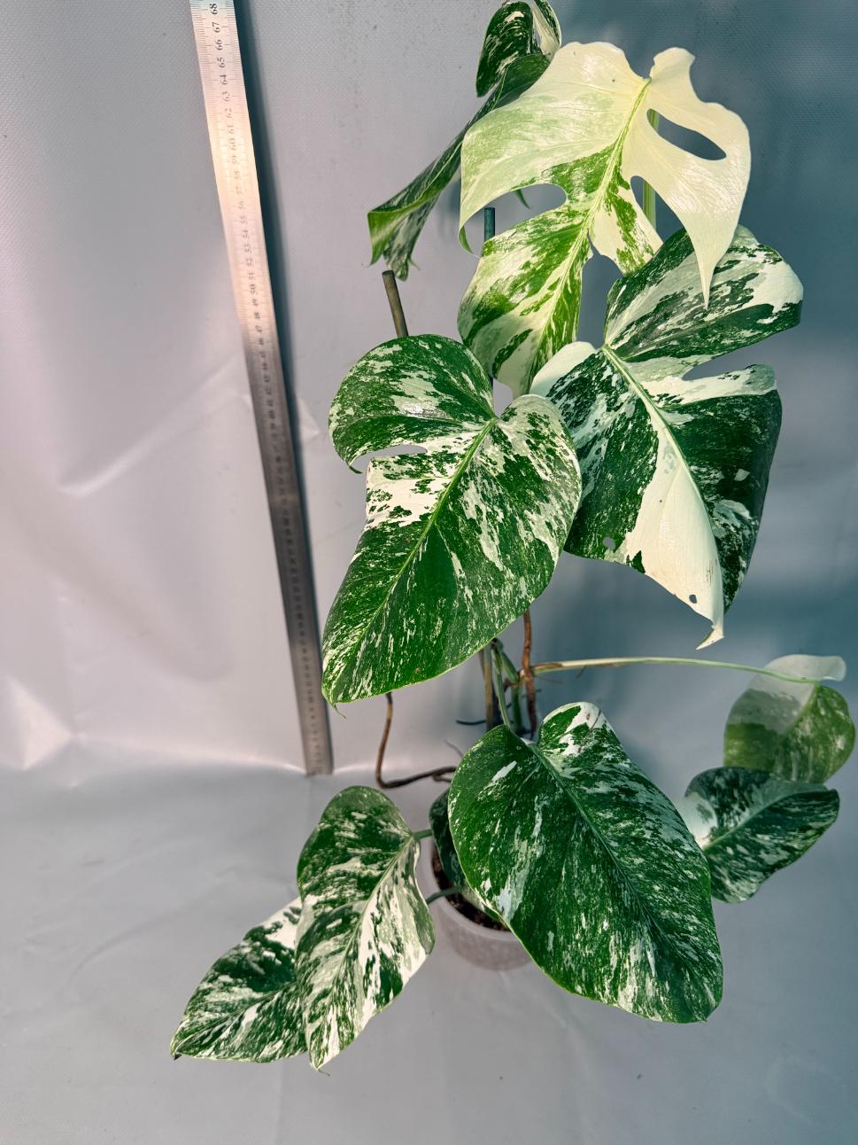 Monstera  Albo Variegata 14