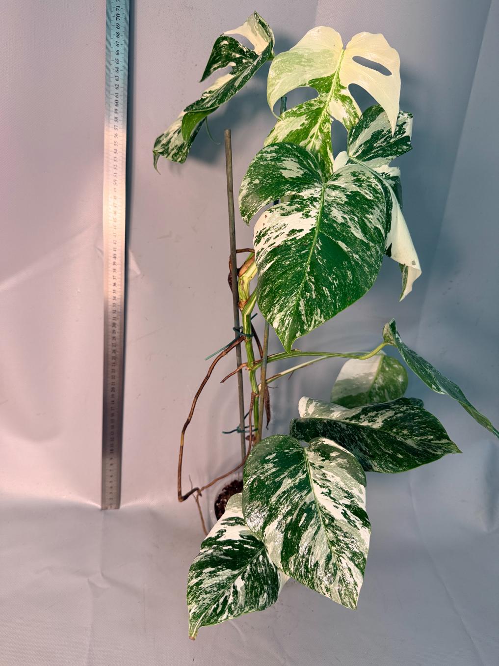 Monstera  Albo Variegata 3