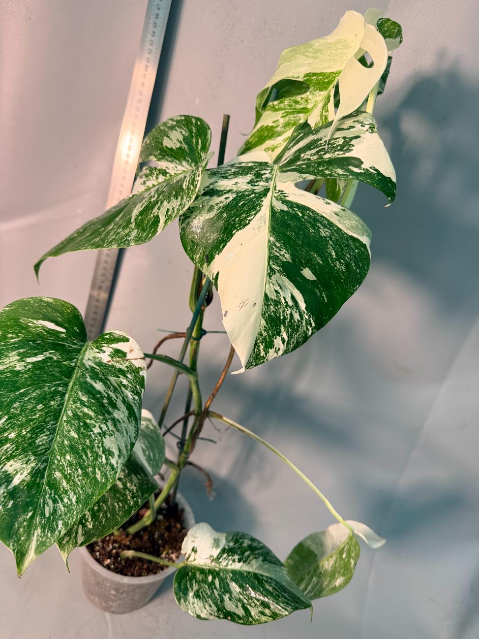 Monstera  Albo Variegata 15