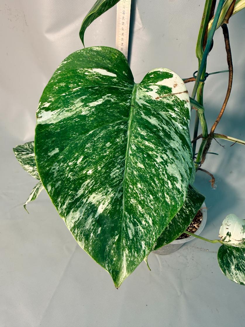 Monstera  Albo Variegata 4