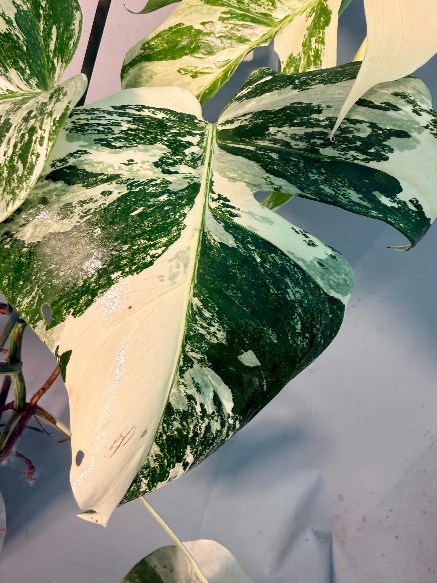 Monstera  Albo Variegata 5