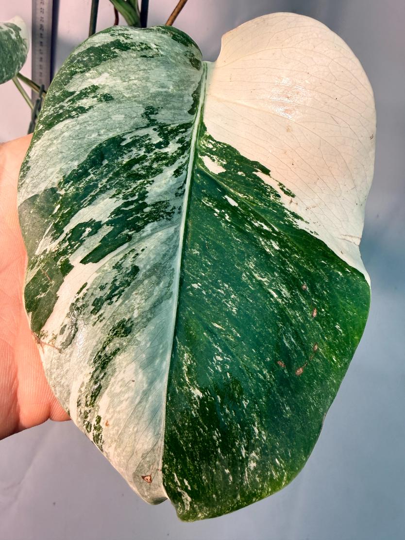 Monstera  Albo Variegata 6
