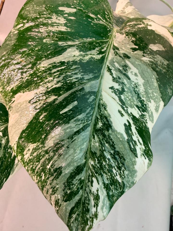 Monstera  Albo Variegata 9