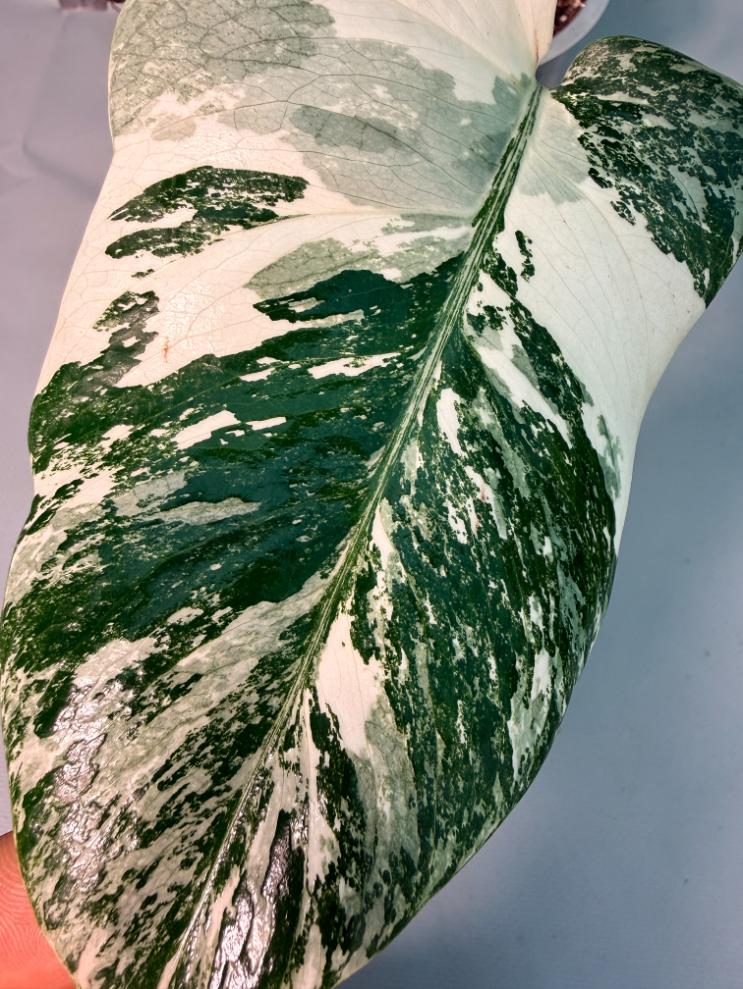 Monstera  Albo Variegata 10